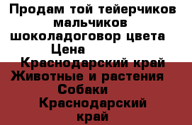 Продам той-тейерчиков мальчиков  шоколадоговор цвета › Цена ­ 4 500 - Краснодарский край Животные и растения » Собаки   . Краснодарский край